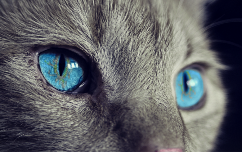 gatti (ph credit pixabay) gatti (ph credit pixabay)
