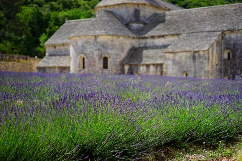 lavanda casa 1 (ph credit pixabay) lavanda casa 1 (ph credit pixabay)