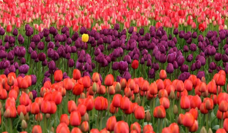 Offerta San Valentino Parco Giardino Sigurtà Offerta San Valentino Parco Giardino Sigurtà