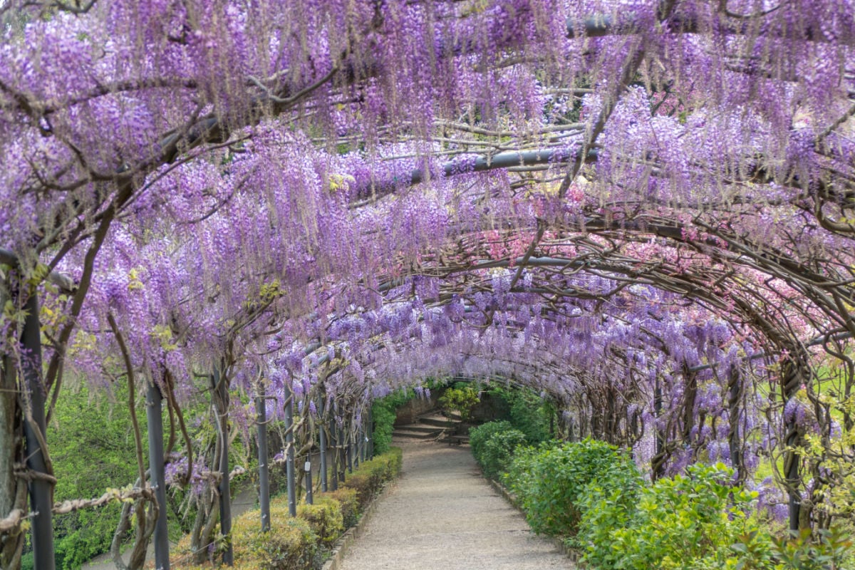Una delle più belle fioriture di Primavera è proprio qui: rimarrai a bocca aperta
