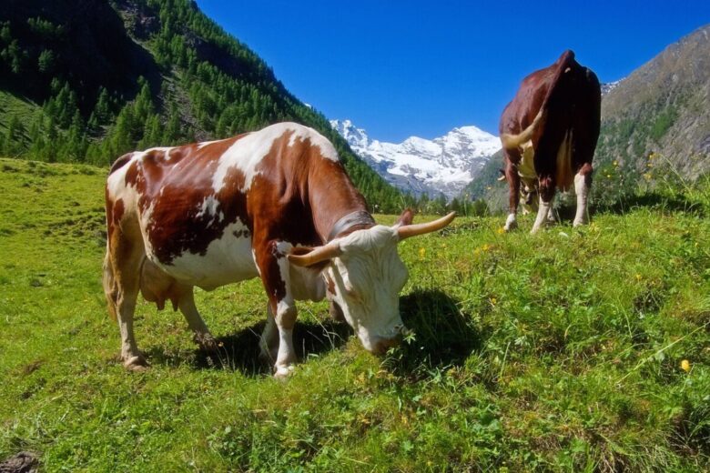 cantine gourmet cogne cantine gourmet cogne