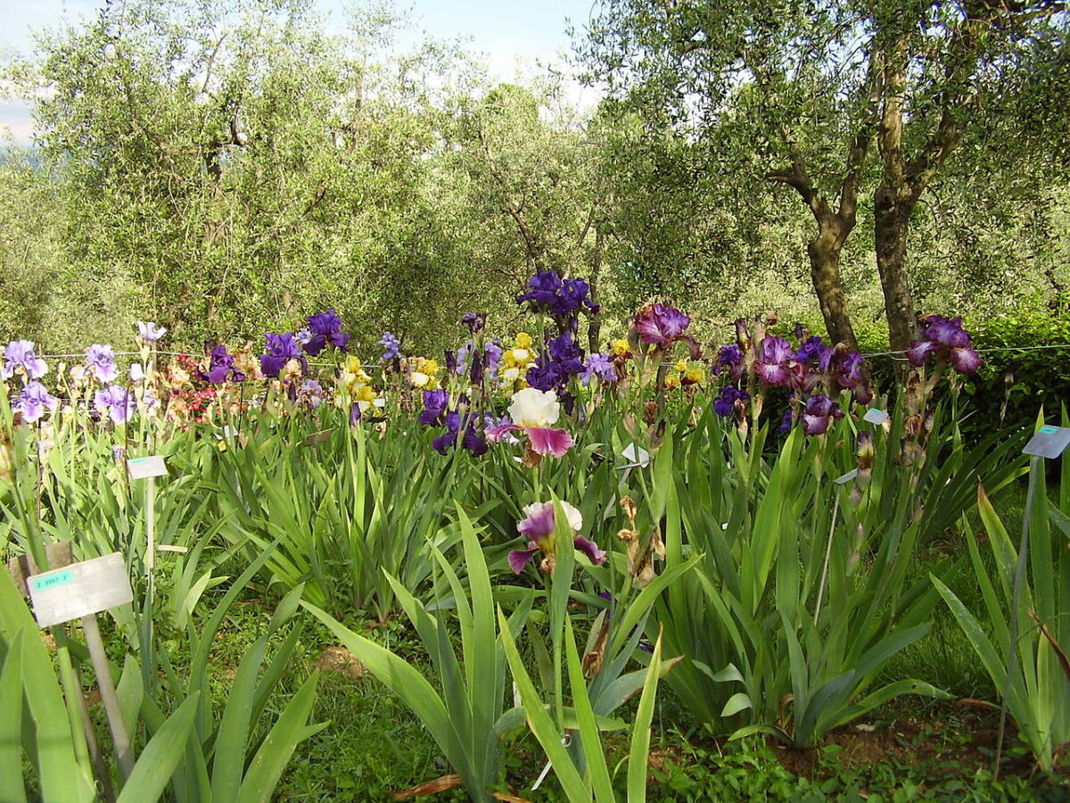 Hai ancora poco tempo per visitare il Giardino dell’Iris. Scopri dove si trova