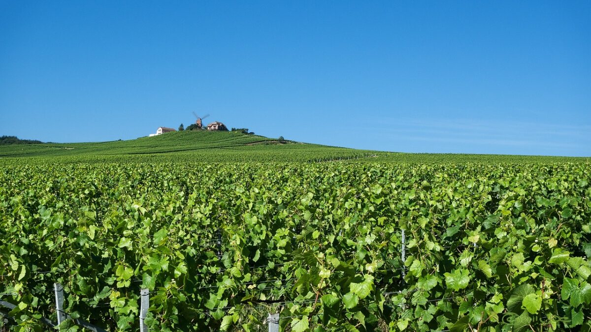 Novità dell’estate per riscoprire la patria delle bollicine francesi: intreccio perfetto tra arte e cultura