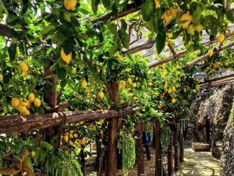 sentiero-dei-limoni sentiero-dei-limoni
