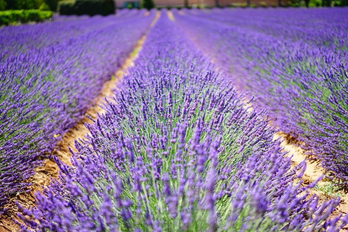 La fioritura della lavanda sta per tingere questi magnifici luoghi e alcuni sono italiani: scoprili