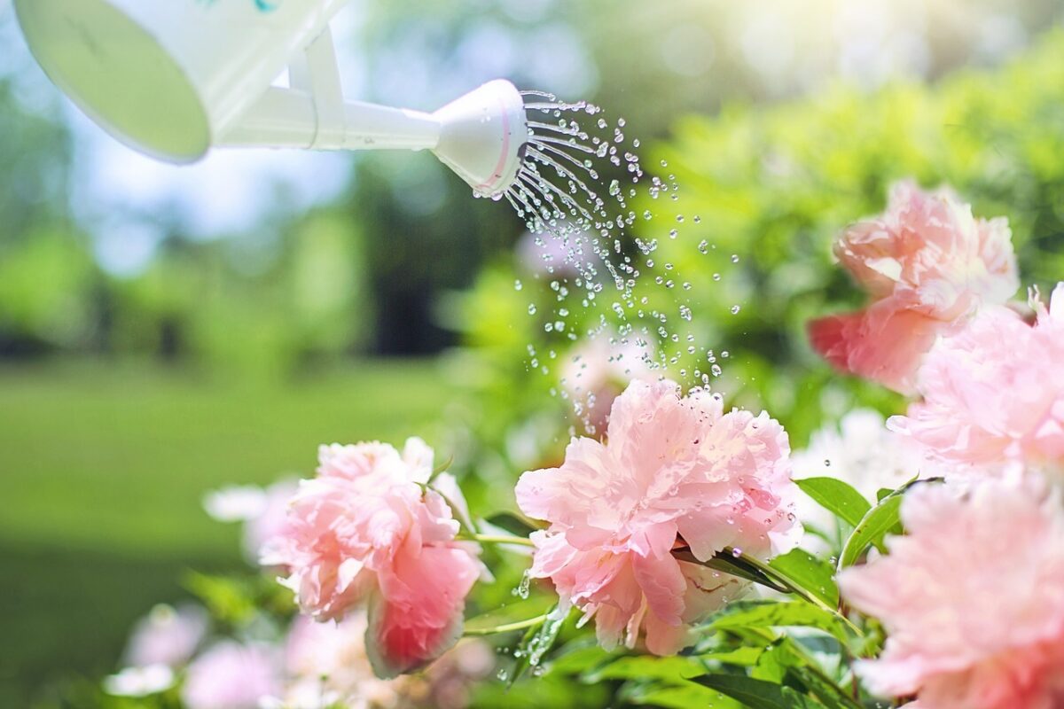 Si trova in Italia il parco di peonie più grande del mondo: meraviglia delle meraviglie