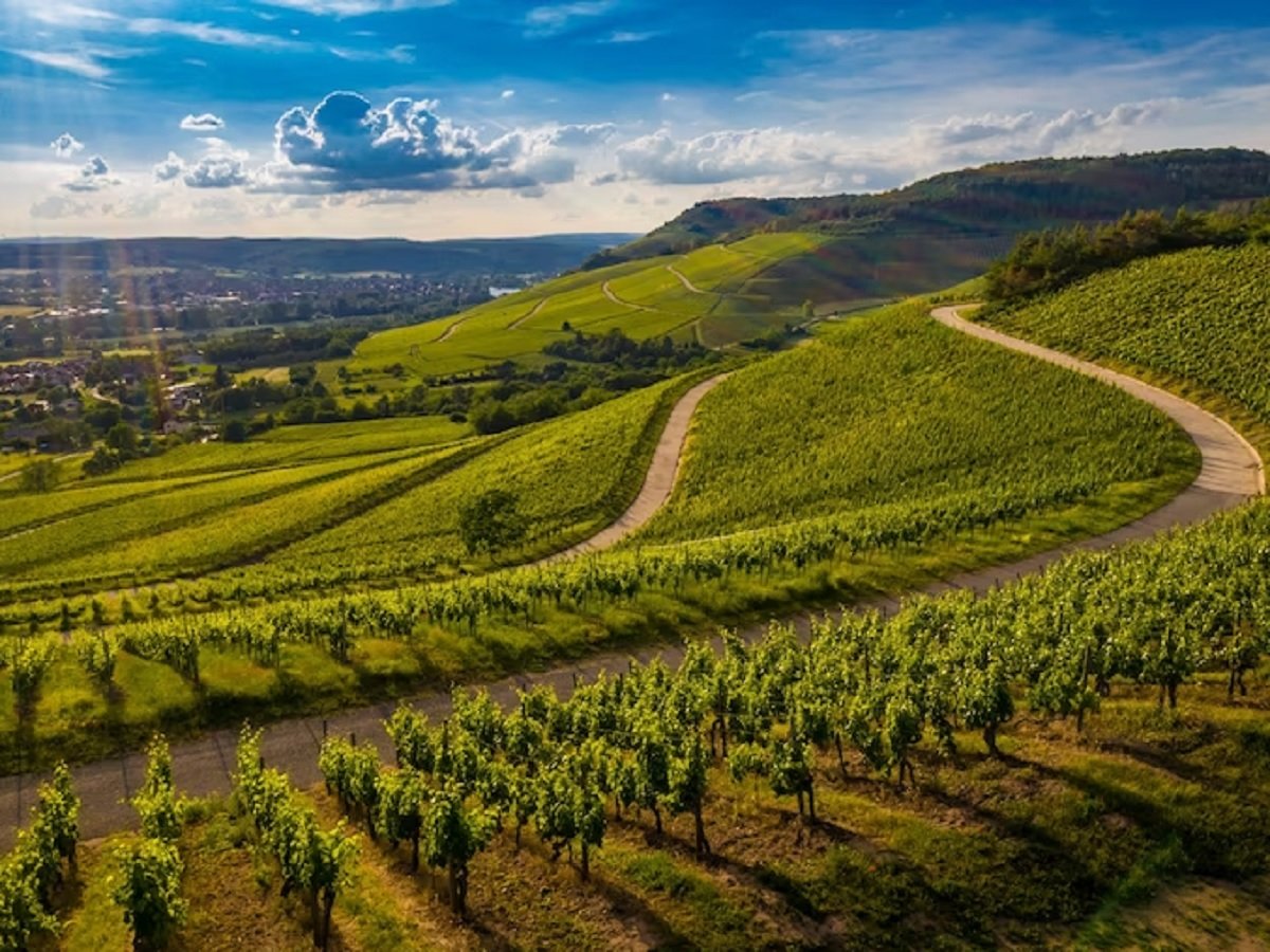 Turismo sostenibile e paradisi enogastronomici in Piemonte: esplora Langhe, Roero e Monferrato