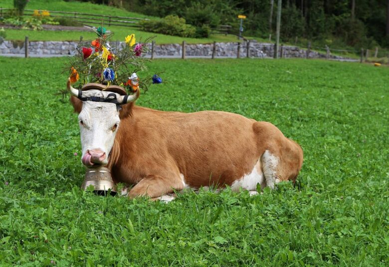 Alpabzug-Svizzera-Lauterbrunnen