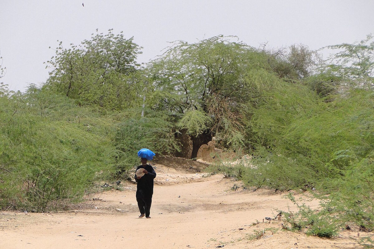 Alarma mundial, cientos de árboles para reducir la desertificación en África: esto es lo que está pasando