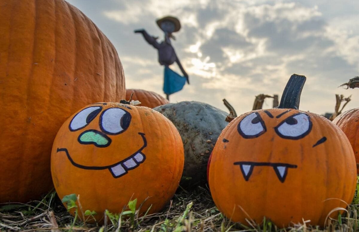 La raccolta di zucche più grande d’Italia: ecco dove si trova e quando si terrà questo splendido evento in vista di Halloween
