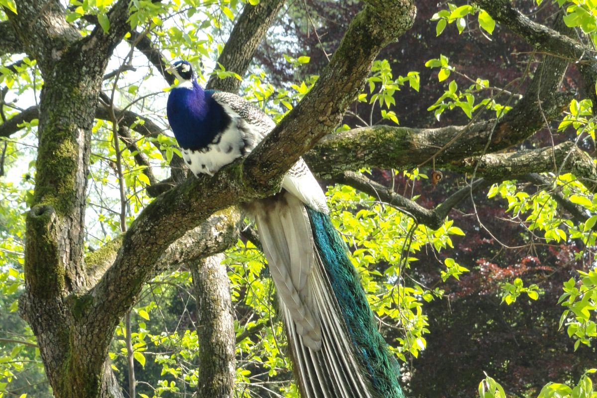 Parco Pallavicino – Stresa Parco Pallavicino – Stresa