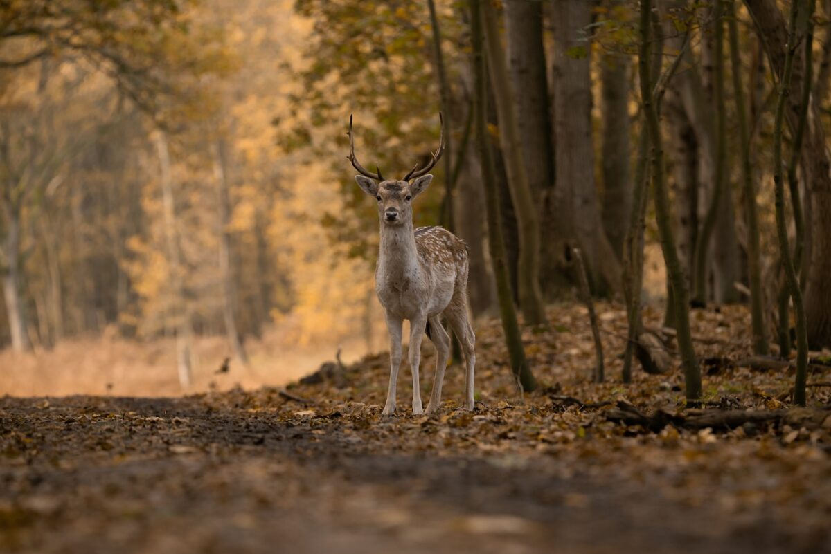 Riserva naturale Bosco WWF di Vanzago Riserva naturale Bosco WWF di Vanzago