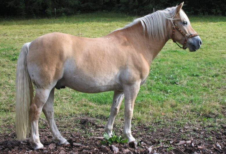 Haflinge-corsa-merano