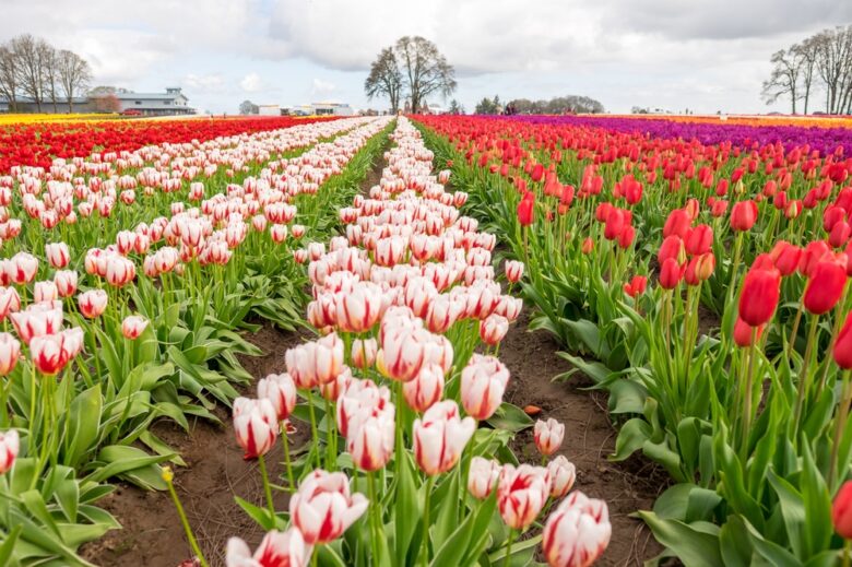 Row,Of,Tulips,At,A,Tulip,Farm,,Portland,,Oregon,,Red