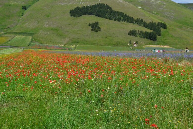 castelluccio-di-norcia