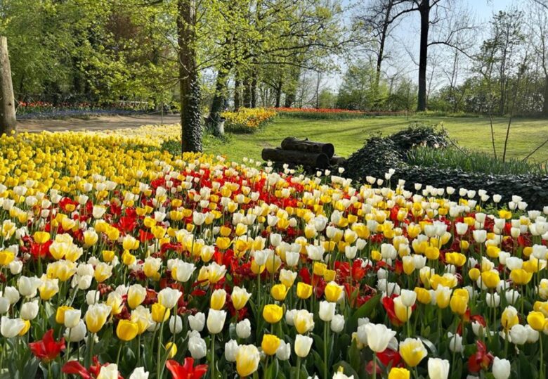 messer-tulipano-castello