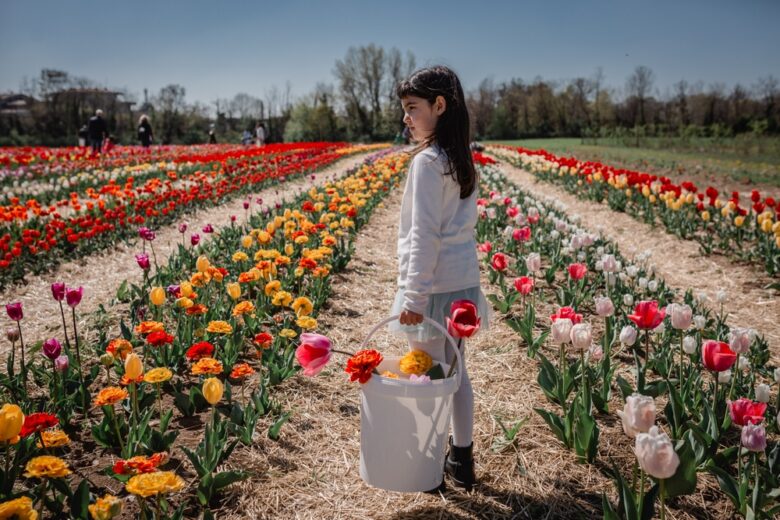 Girl,In,White,Top,Stands,In,Tulip,Field,With,Bucket