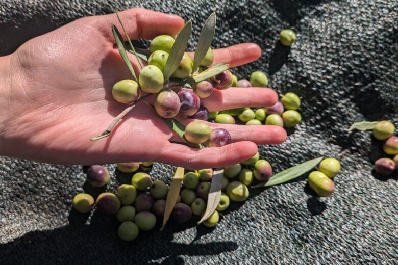 olio Photo by RpS7-Shutterstock