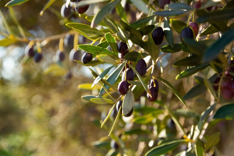 piante di olivo photo by BearFotos-Shutterstock