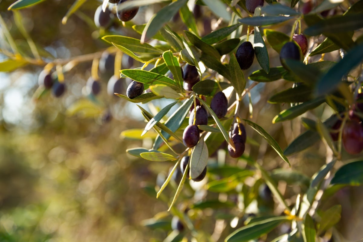 Video – L’Olio della Serenissima a Cappella Maggiore: dove, quando e info