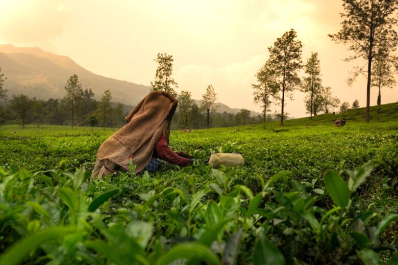 Worker,Picking,Tea,Leaves,In,Tea,Plantation,,Beautiful,Morning,View