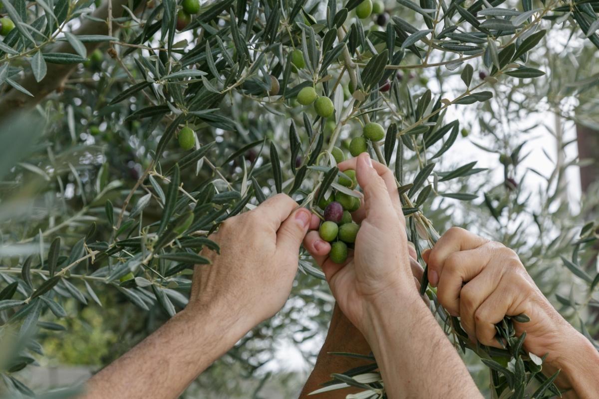 Shutterstock_2468925547