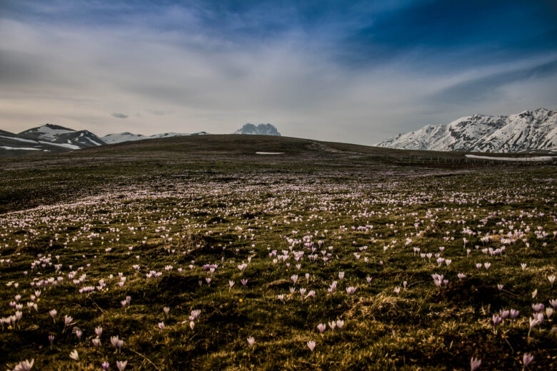 I Crochi di Campo Imperatore