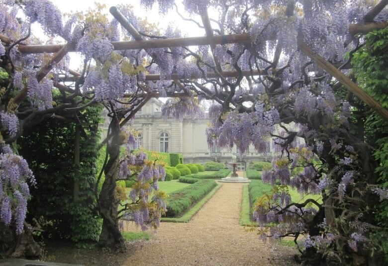 Glicini-serra-Laeken