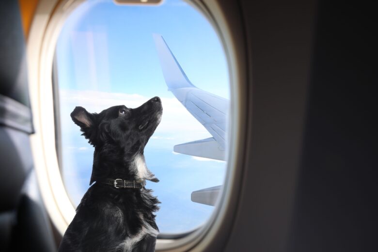 Travelling,With,Pet.,Cute,Long,Haired,Dog,Near,Window,In