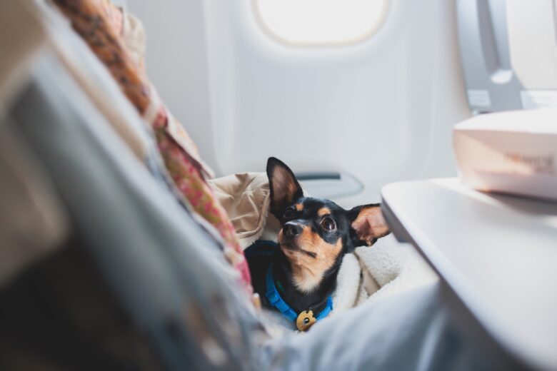 Dog,In,The,Aircraft,Cabin,Near,The,Window,During,The