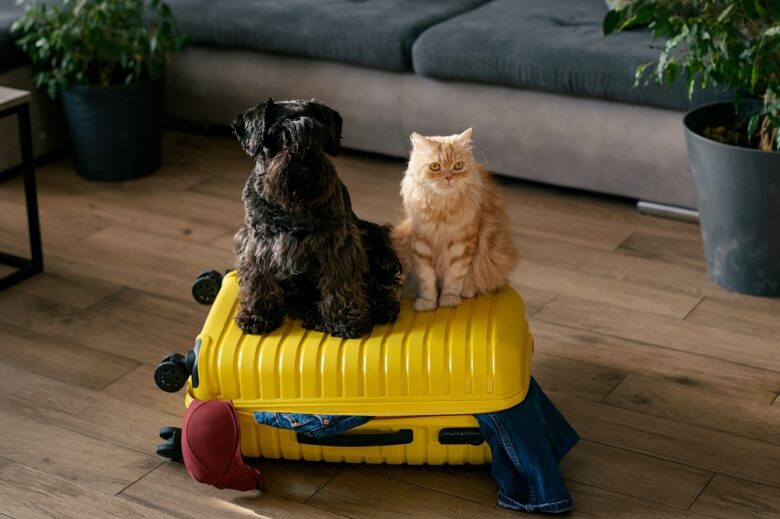Travel,Concept,With,Funny,Dog,And,Cat,Sitting,On,Suitcase.
