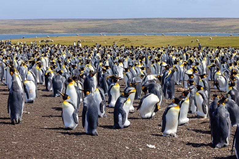 The,Colony,Of,King,Penguins,With,Grazing,Sheep,At,Volunteer