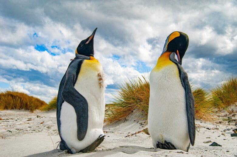 King,Penguins,The,Falkland,Islands