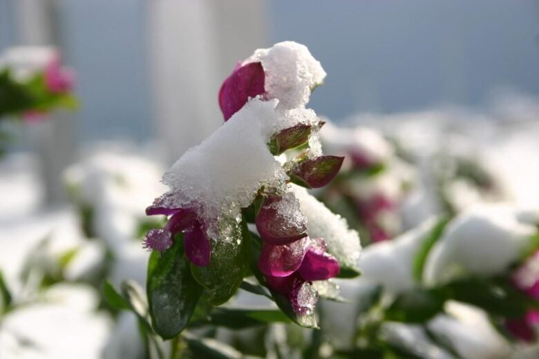fiore, inverno, neve, inverno, inverno, inverno, inverno, inverno
