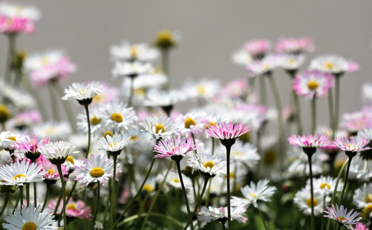 flowers, beautiful flowers, daisies, pink flowers, white flowers, garden, flower background, nature, flowers, flower wallpaper, flowers, flowers, flowers, flowers