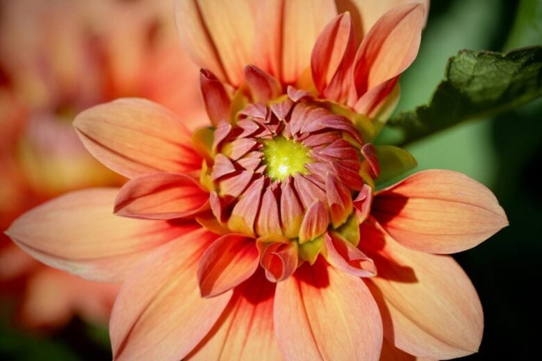 dahlia, flower background, dahlia flower, petals, dahlia pinnata, flower wallpaper, salmon, flower, bud, opening flower, nature, flora, beautiful flowers, botany