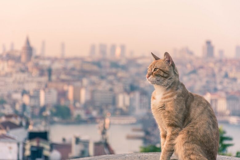 città dei gatti