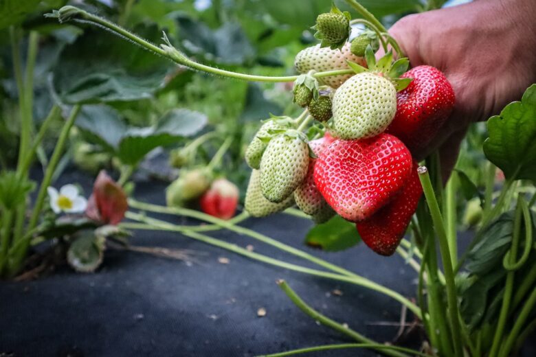 festa della fragola siracusa