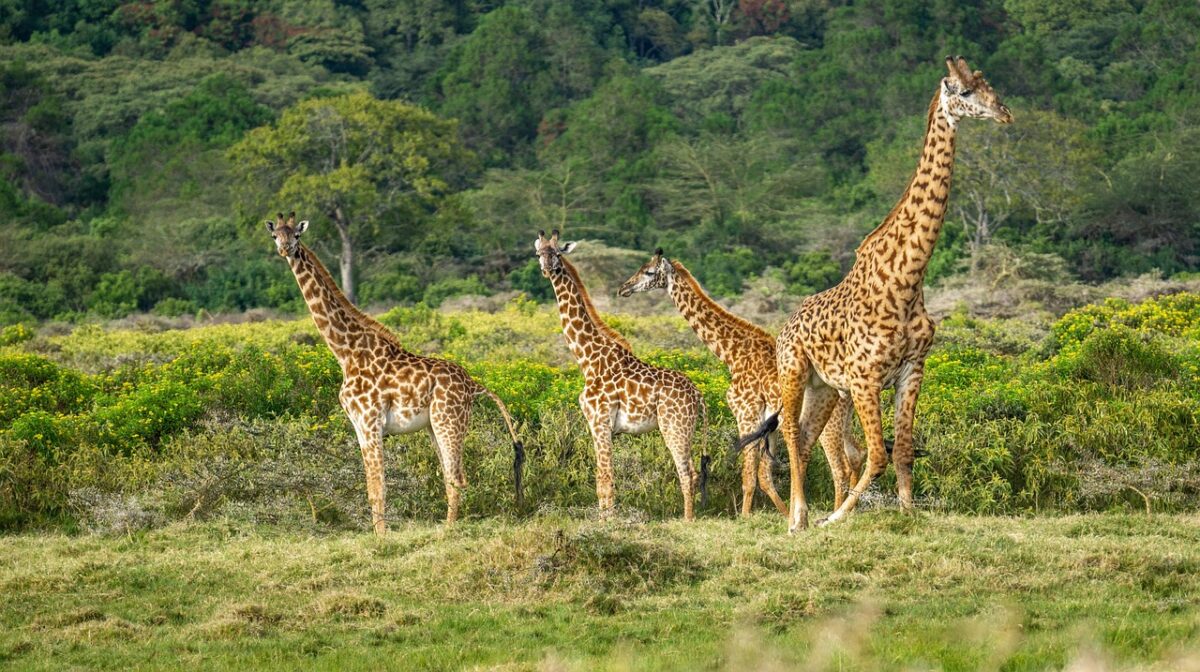 giraffes, wildlife, mammals, wild animals, fauna, wilderness, nature, tanzania, africa, animals, tanzania, tanzania, tanzania, tanzania, tanzania giraffes, wildlife, mammals, wild animals, fauna, wilderness, nature, tanzania, africa, animals, tanzania, tanzania, tanzania, tanzania, tanzania