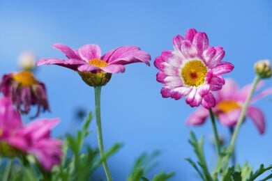 Uno dei borghi più belli d’Italia si trasforma in un immenso tappeto floreale