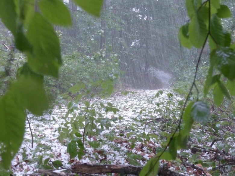 hail, storm, thunderstorm, forest, trees, nature, protection, precipitation, ice lumps, hailstones