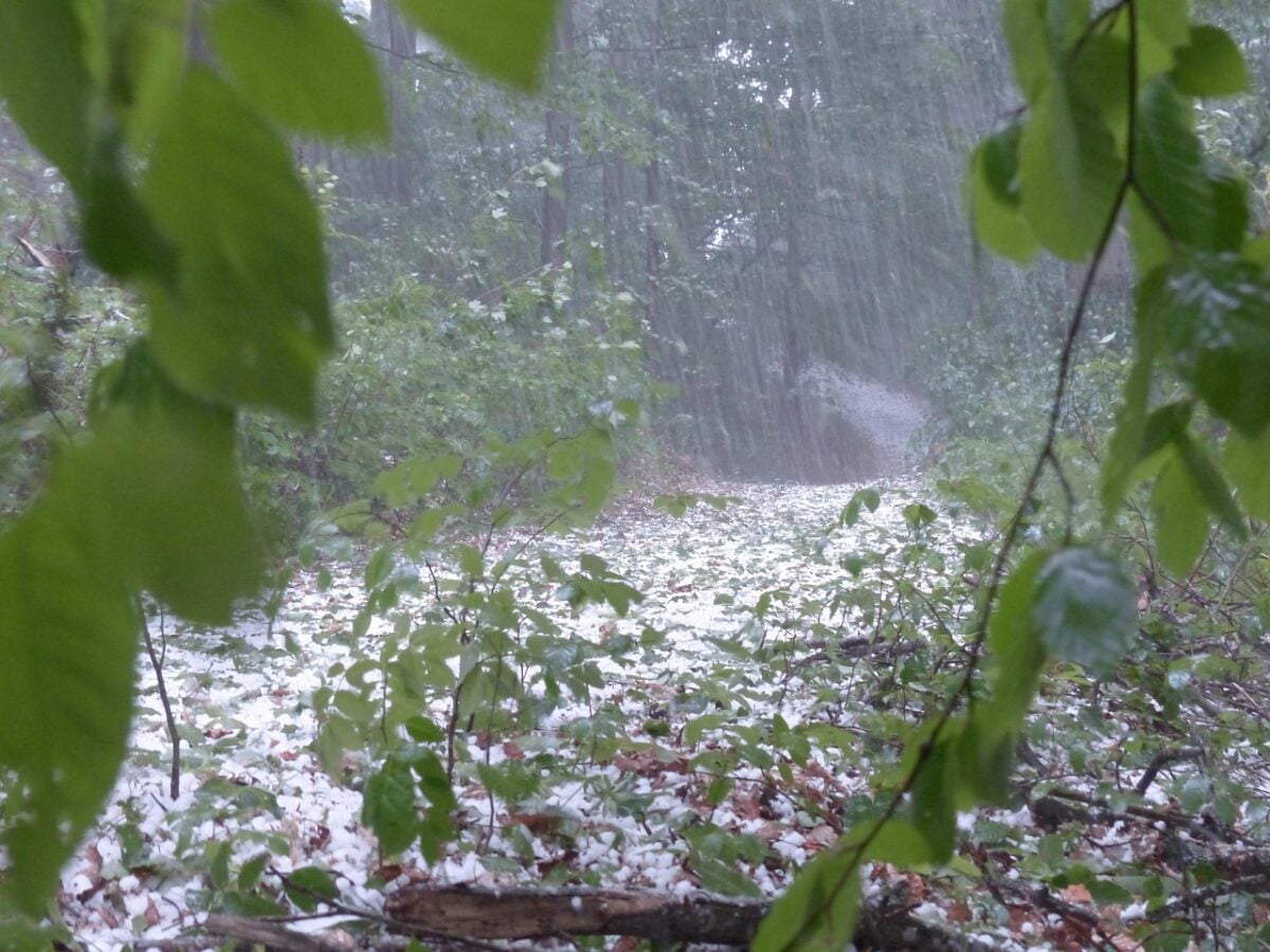 hail, storm, thunderstorm, forest, trees, nature, protection, precipitation, ice lumps, hailstones