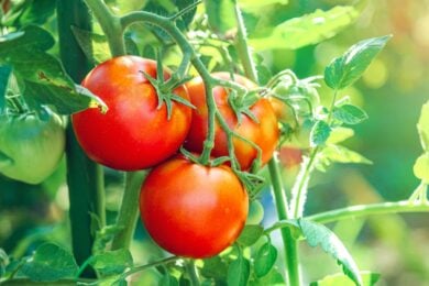 Festa del Pomodoro 2026: dove, quando, info