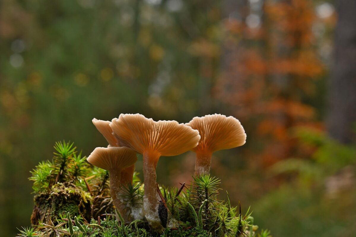 mushrooms, lamellar mushrooms, moss, fall, nature, forest mushroom, forest floor, close up, mushroom accumulation, mushroom hat, mushrooms, mushrooms, mushrooms, mushrooms, mushrooms