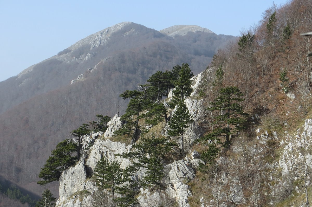 Rappasciona Fest 2026 di Viggianello: date e dettagli