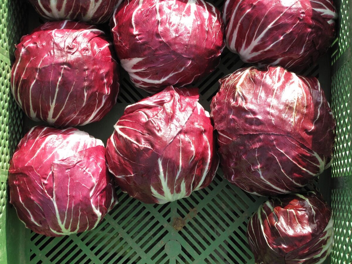 Radicchio, Rosso