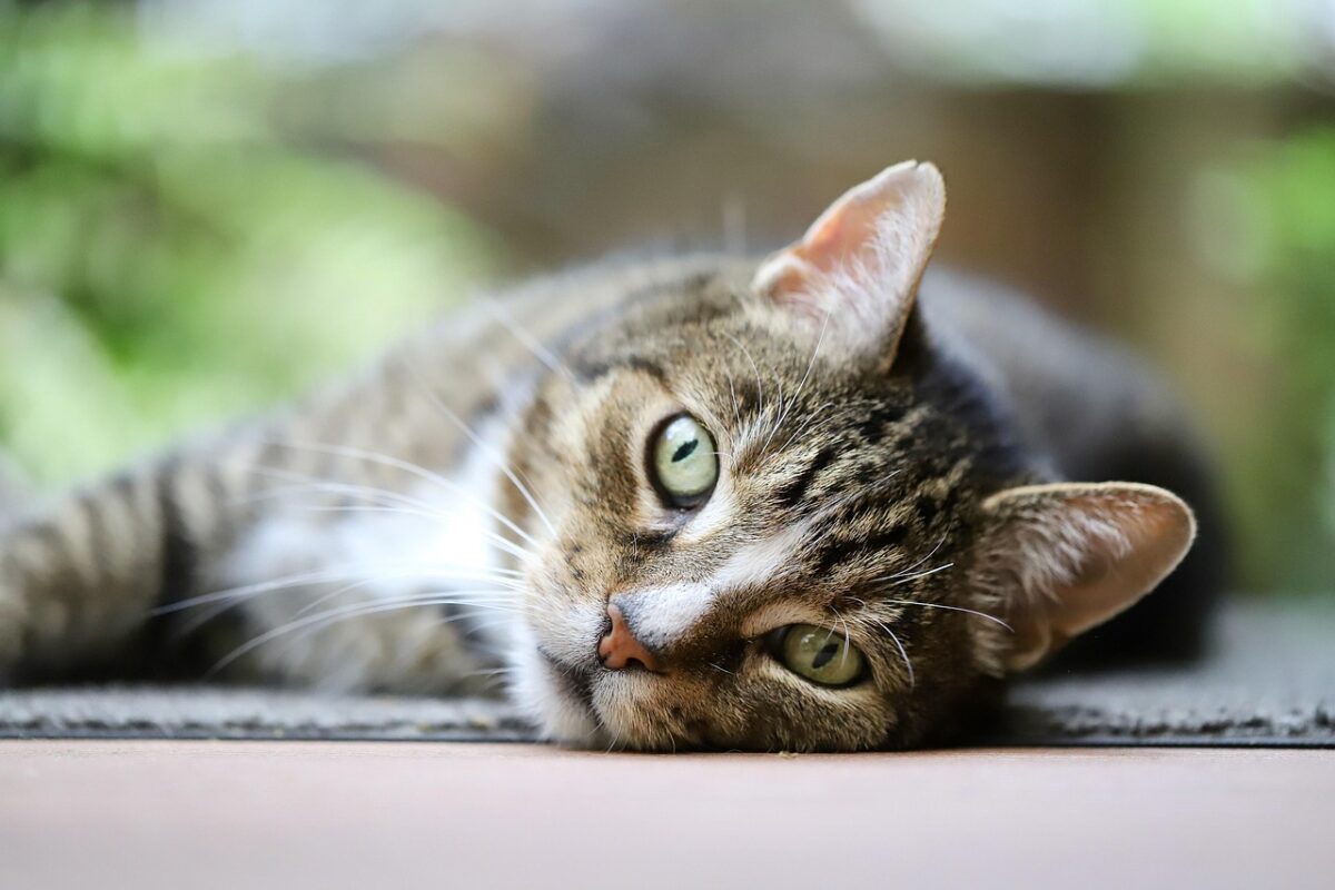 Video – Mese della “Città dei Gatti 2026”: dove, quando e info