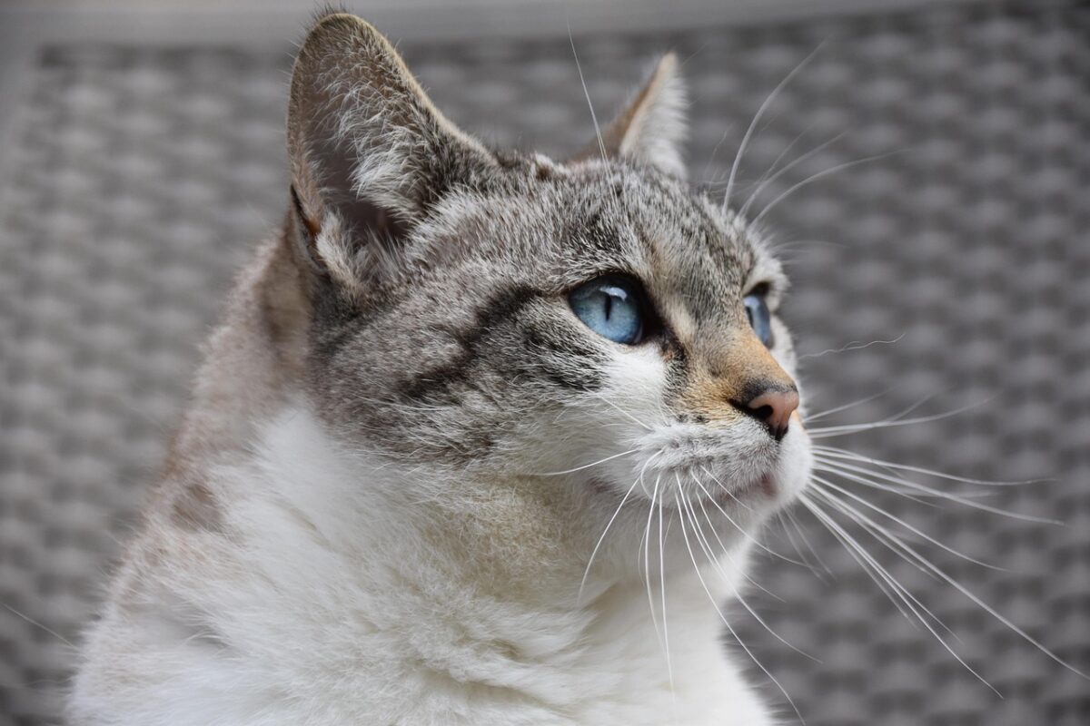 Gatto