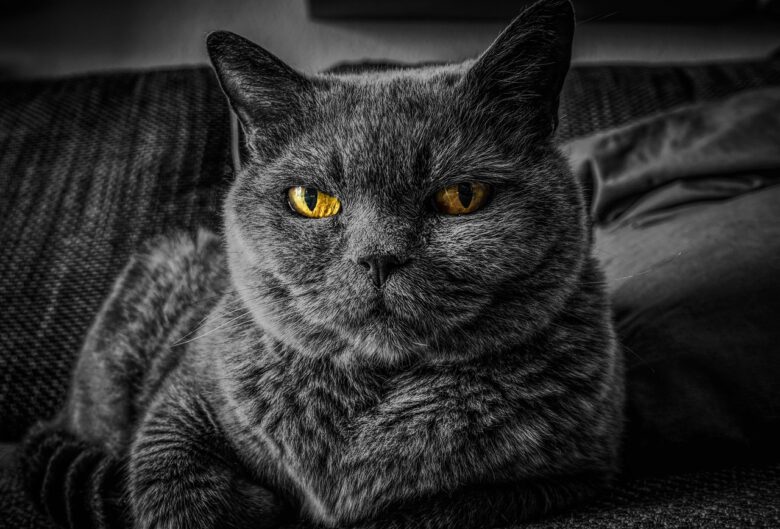 Gatto