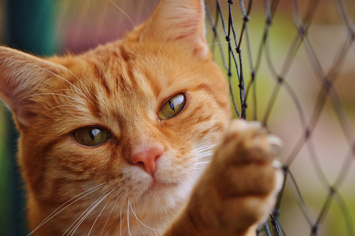 Gatto